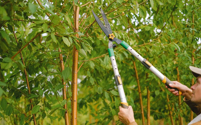 Tree trimming in Ripton, VT
