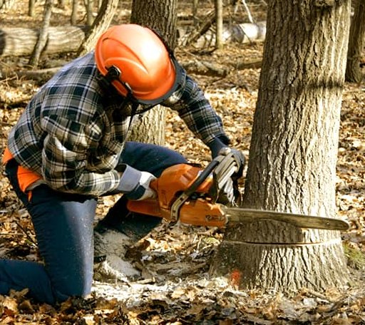 Tree Removal in Ripton, VT